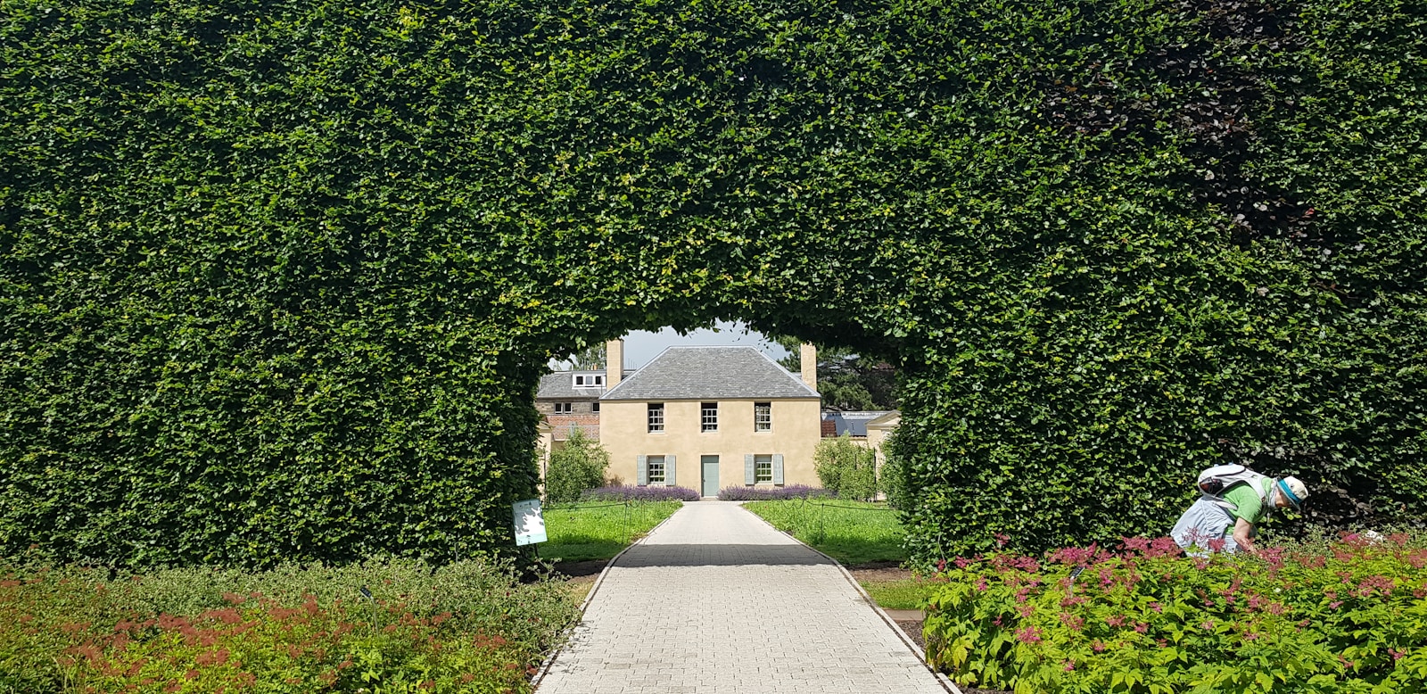 une haie mellifère au jardin : attirez les pollinisateurs avec style