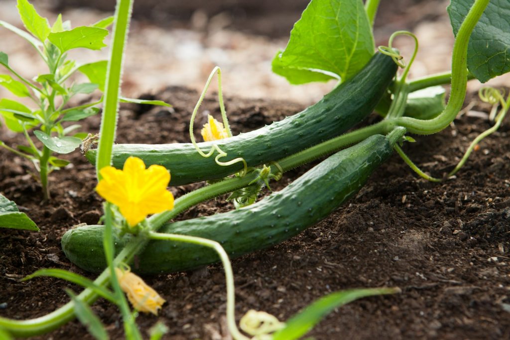 potager decoratif : allier utilité et esthétique dans votre jardin