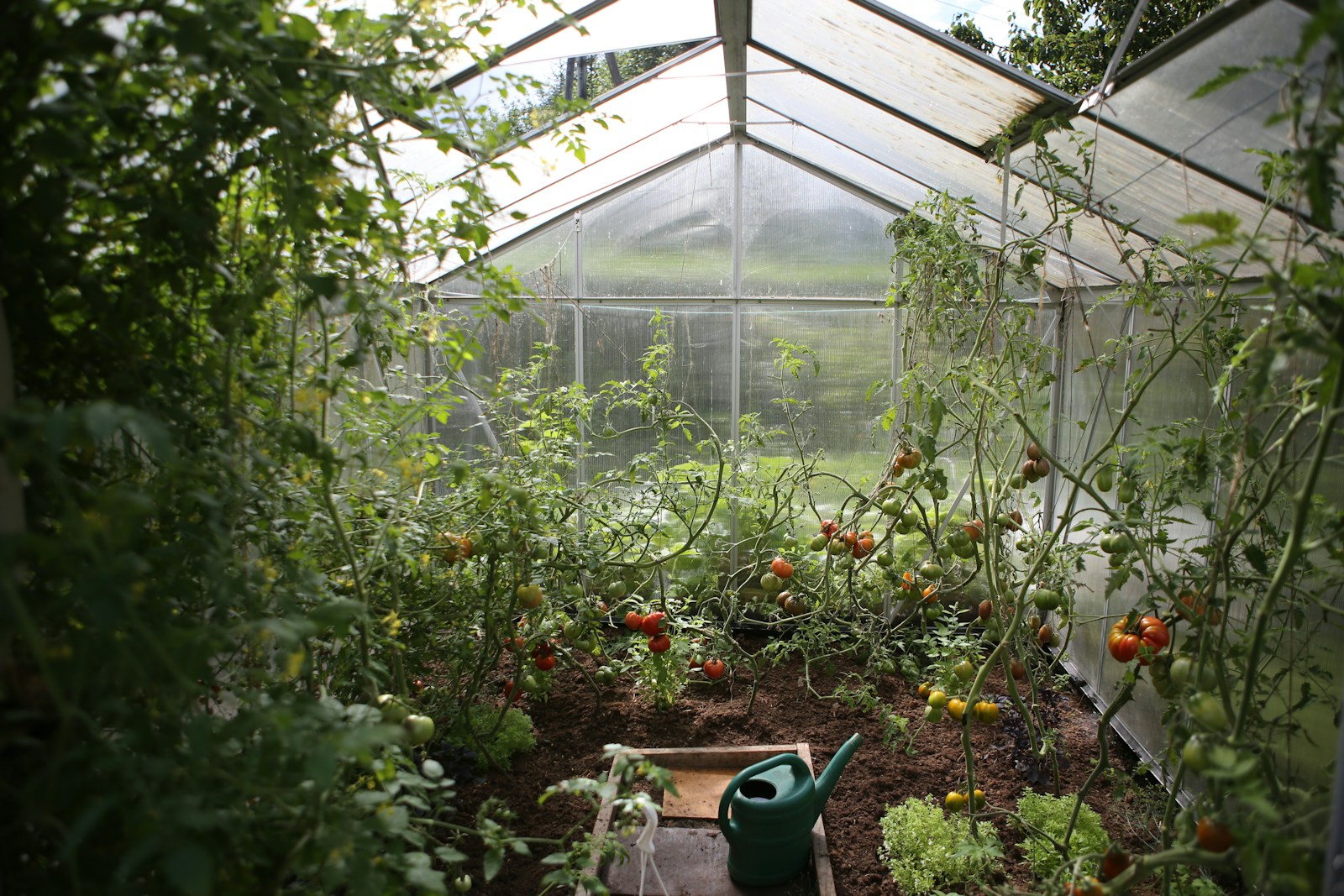 une serre au jardin : cultivez toute l'année dans un abri idéal